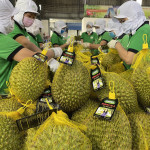 A boom in ASEAN durian exports after the implementation of the RCEP Agreement