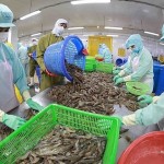 Vietnam is the 7th largest seafood supplier in the Chinese market