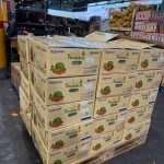 Viet Nam exports first consignment of fresh pomelos to Australia: A step forward in accessing high-standard agricultural markets