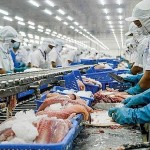 Which markets in the CPTPP buying the most pangasius from Vietnam?