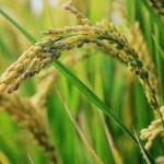 Rice exports in Q1 2026: The Philippines maintains its position as the key market
