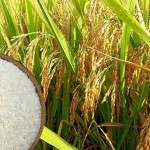 Tư vấn xuất khẩu sản phẩm lúa gạo sang thị trường ASEAN