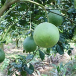 US agrees to import Vietnamese pomelos