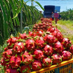 Đừng để thanh long sang EU bị xay thành sinh tố