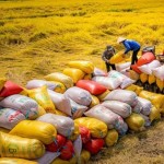 New expectations for Viet Nam’s rice sector in 2026 from FTA leverage and improved quality