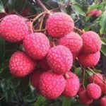 Vải thiều Australia nhập khẩu Việt Nam với giá 800.000 đồng mỗi kg